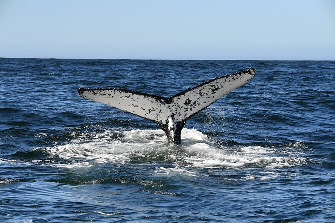 1 Day Whale Watching at Yzerfontein - The crew and the value of interpretation
