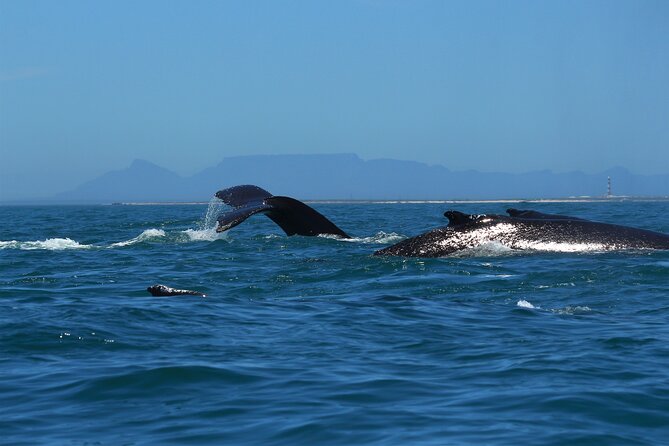 1 Day Whale Watching at Yzerfontein - What you may see, and what you may not