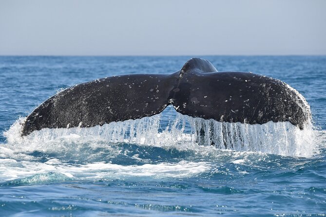 1 Day Whale Watching at Yzerfontein - Price, food, and what the package is really worth