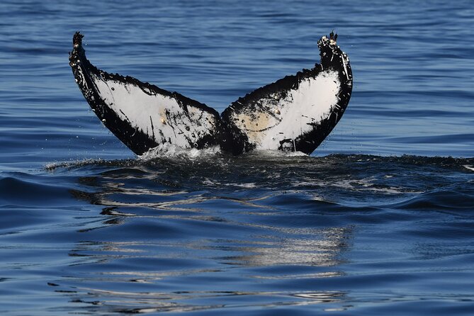 1 Day Whale Watching at Yzerfontein - Who will enjoy this most