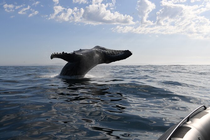 1 Day Whale Watching at Yzerfontein - Weather, cancellations, and useful planning
