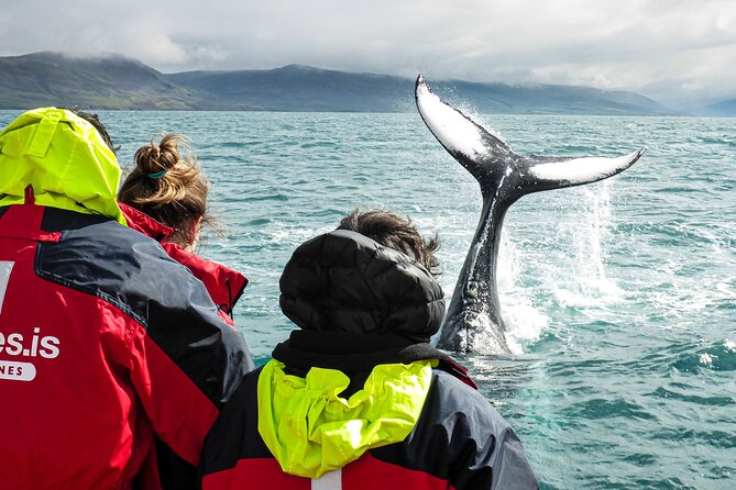 100% Whale Watching - Watching humpbacks in the fjord