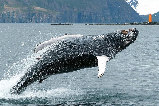 100% Whale Watching - Other wildlife you might spot