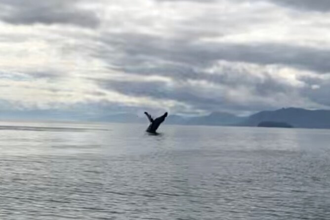 14 passenger Whale Watching Tours in Icy Strait aka Hoonah AK - The 2.5-Hour Search for Humpback Whales