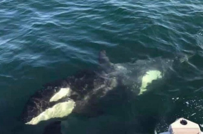 14 passenger Whale Watching Tours in Icy Strait aka Hoonah AK - What the Private Format Is Worth at $292.86