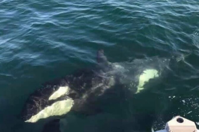 14 passenger Whale Watching Tours in Icy Strait aka Hoonah AK - Choosing This Tour for Families and Friends