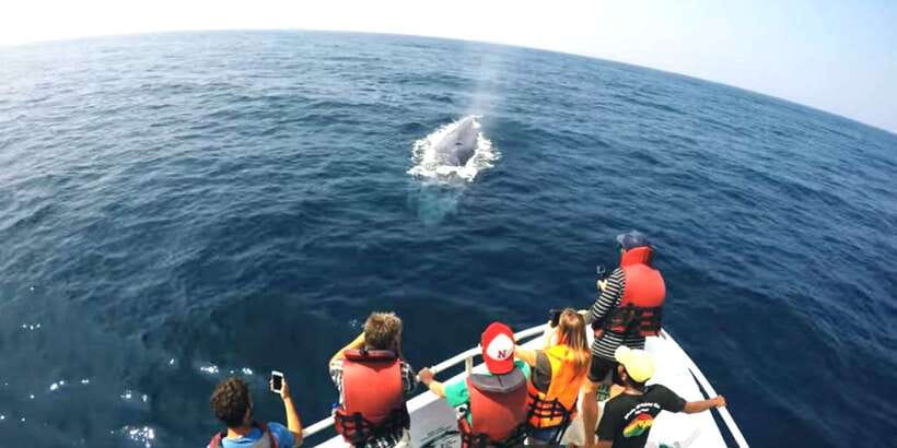 2-Day Whale Watching & Southern Sri Lanka Tour - Who should book this experience