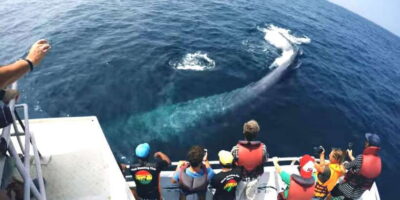 2-Day Whale Watching & Southern Sri Lanka Tour