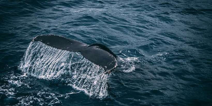 2-Day Whale Watching & Southern Sri Lanka Tour - How the two-day schedule feels