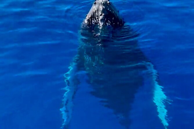 2 Hour Afternoon Lahaina Whale Watch - Leaving Mala Boat Ramp at 1:30 pm