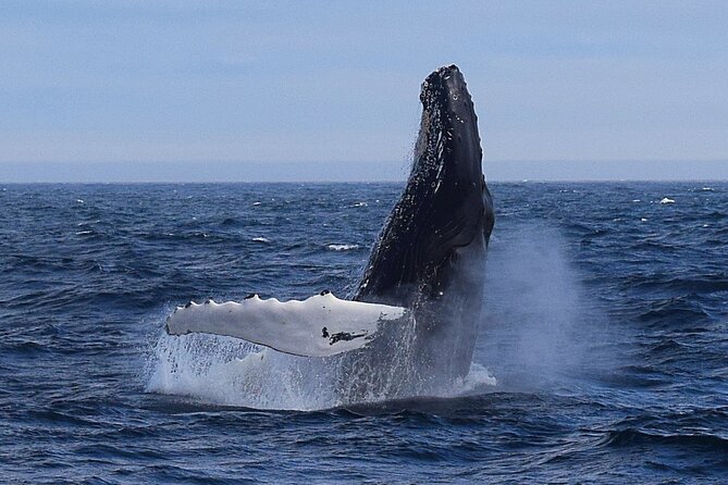 2 Hour Award-Winning Whale and Seabird Boat Tour from St. John's - Key things to know before you book