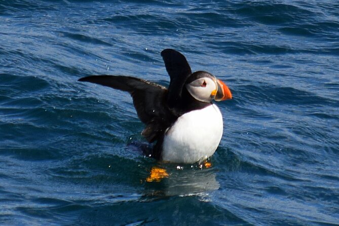 2 Hour Award-Winning Whale and Seabird Boat Tour from St. John's - Blackhead Sea Caves and the seabird cliffs