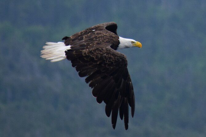 2 Hour Award-Winning Whale and Seabird Boat Tour from St. John's - Cape Spear from the water