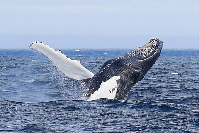 2 Hour Award-Winning Whale and Seabird Boat Tour from St. John's - Fort Amherst and the old harbor entrance