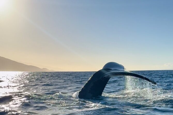 2 hour Lahaina Sunrise Whale Watch - What a typical two-hour outing feels like