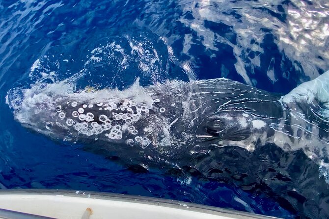 2 hour Lahaina Sunrise Whale Watch - Guide style and the human side of the trip