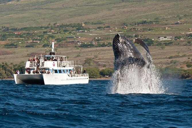 2-Hour Oahu Whale Watch from Ala Wai Harbor, Waikiki - Key points before you book