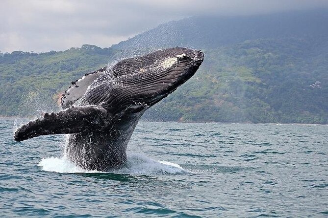 2-Hour Oahu Whale Watch from Ala Wai Harbor, Waikiki - Leaving Ala Wai Harbor for Waikiki Beach views