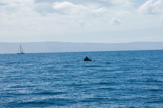 2-Hour Oahu Whale Watch from Ala Wai Harbor, Waikiki - Rough water, seasickness, and comfort