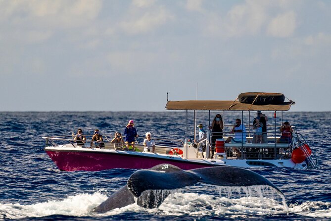2 Hour Prime Time Maui Whale Watching - Setting out from Mala Boat Ramp at 8:50 a.m.