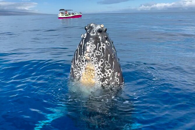 2 Hour Prime Time Maui Whale Watching - The run into Maui’s whale waters