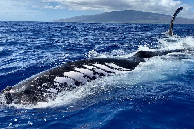 2 Hour Prime Time Maui Whale Watching - Comfort, motion, and the best time to go