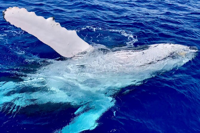 2 Hour Prime Time Maui Whale Watching - How the small group affects value