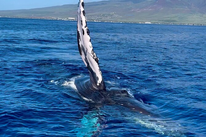 2 Hour Prime Time Maui Whale Watching - Booking, cancellations, and who should go