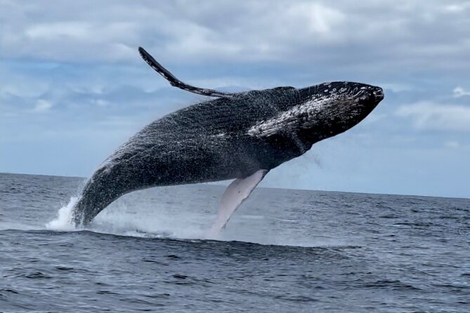 2 Hour Prime Time Maui Whale Watching - Should you book the 2 Hour Prime Time Maui Whale Watching cruise?