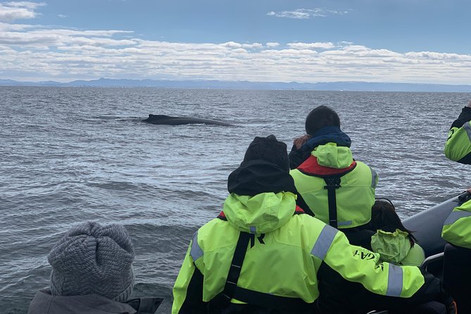 2-Hour RIB Boat Whale Watching Tour from Reykjavik - Why the RIB Reaches the Whales Faster