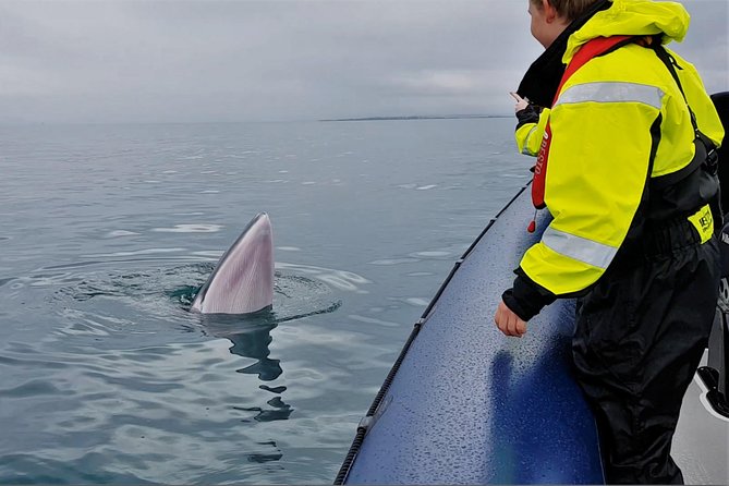 2-Hour RIB Boat Whale Watching Tour from Reykjavik - Akurey and the Summer Puffin Stop