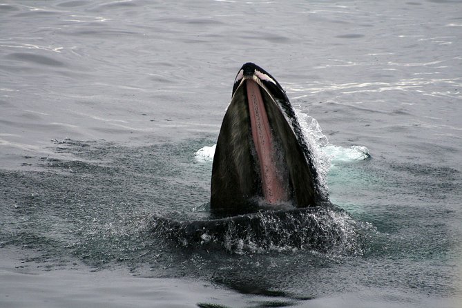 2-Hour RIB Boat Whale Watching Tour from Reykjavik - How the Wildlife Guarantee Affects the Price