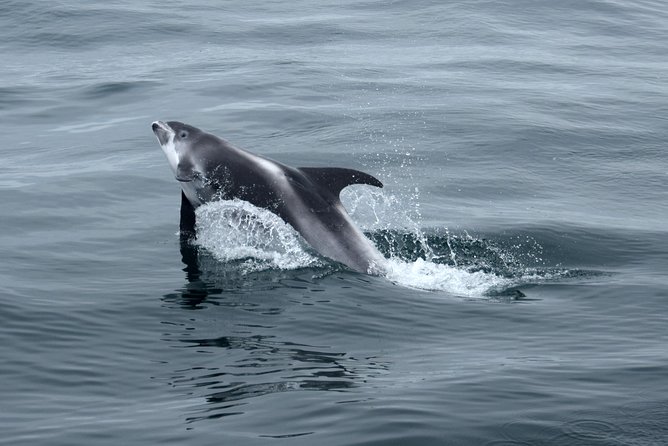 2-Hour RIB Boat Whale Watching Tour from Reykjavik - Hotel Pickup, Timing, and Return