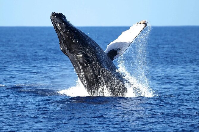 2 Hour Waikiki Whale Watching Cruise from Oahu - Diamond Head Crater from the water