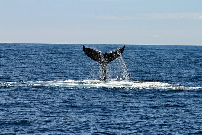2 Hour Waikiki Whale Watching Cruise from Oahu - Crew, refreshments, and the mood on board