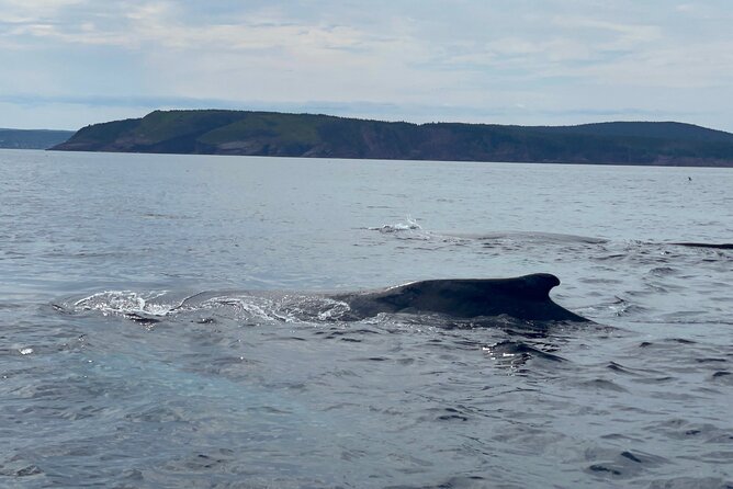 2 Hours Guided Whale and Bird Boat Tour in Bay Bulls - Two hours on the water from Bay Bulls