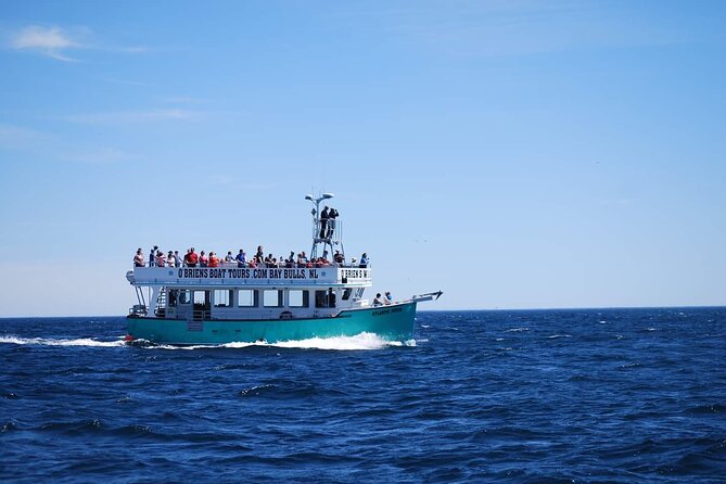 2 Hours Guided Whale and Bird Boat Tour in Bay Bulls - The best time to book