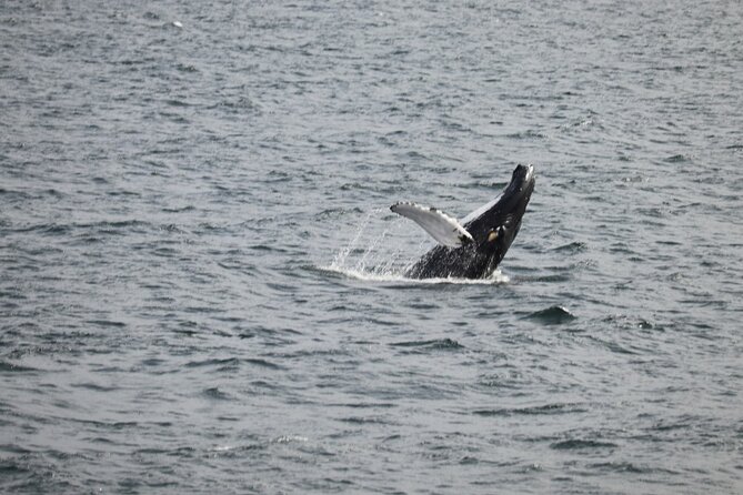 2 Hours Whale Watching Express Adventure - Key points at a glance