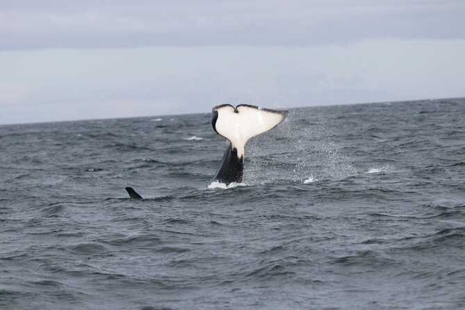 2 Hours Whale Watching Express Adventure - Leaving Geirsgata 11 for open water