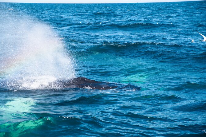 2 Hours Whale Watching Express Adventure - Live commentary adds more than noise