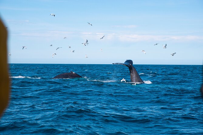 2 Hours Whale Watching Express Adventure - Who will enjoy this cruise most?