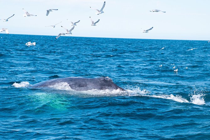 2 Hours Whale Watching Express Adventure - Practical advice before you board