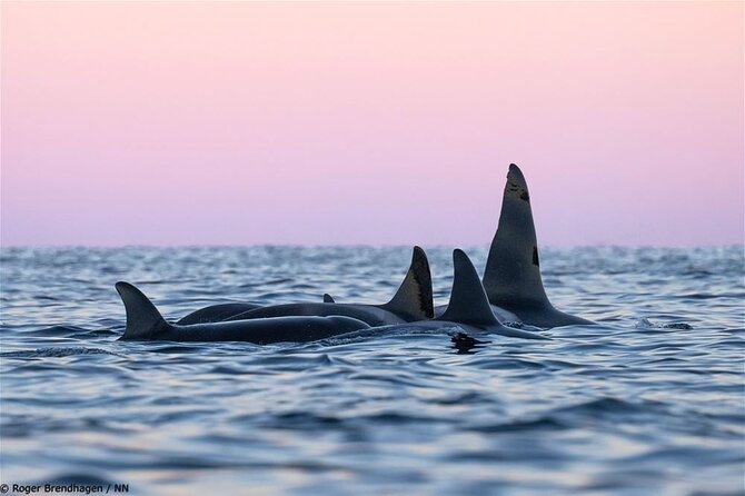 24hr Northern Lights & Whale Watching Cruise - Check-in at Samuel Arnesens gate 5