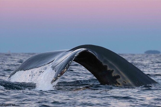 24hr Northern Lights & Whale Watching Cruise - Morning near Skjervøya and the whale grounds