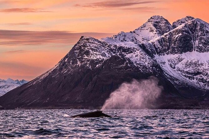 24hr Northern Lights & Whale Watching Cruise - Lunch, checkout, and the return to Tromsø