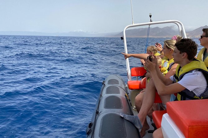 2h Dolphin and Whale Viewing + Snorkeling Tour - A small boat with a big view