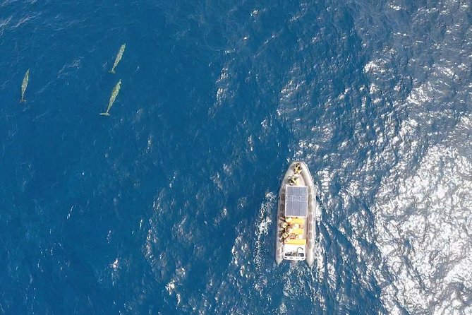 2h Dolphin and Whale Viewing + Snorkeling Tour - Speed runs along the Fuerteventura coast