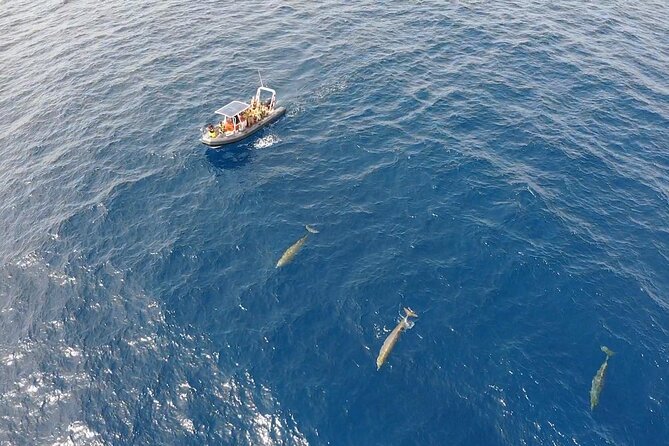 2h Dolphin and Whale Viewing + Snorkeling Tour - What the $62.88 price gets you