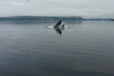 3.5 Hour Crowd-Skipping Whale Tour in Juneau, Alaska