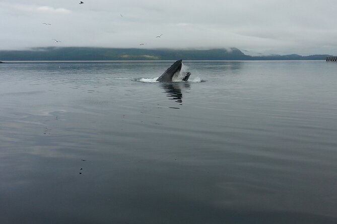 3.5 Hour Crowd-Skipping Whale Tour in Juneau, Alaska - More than whales: seals, sea lions, and bald eagles